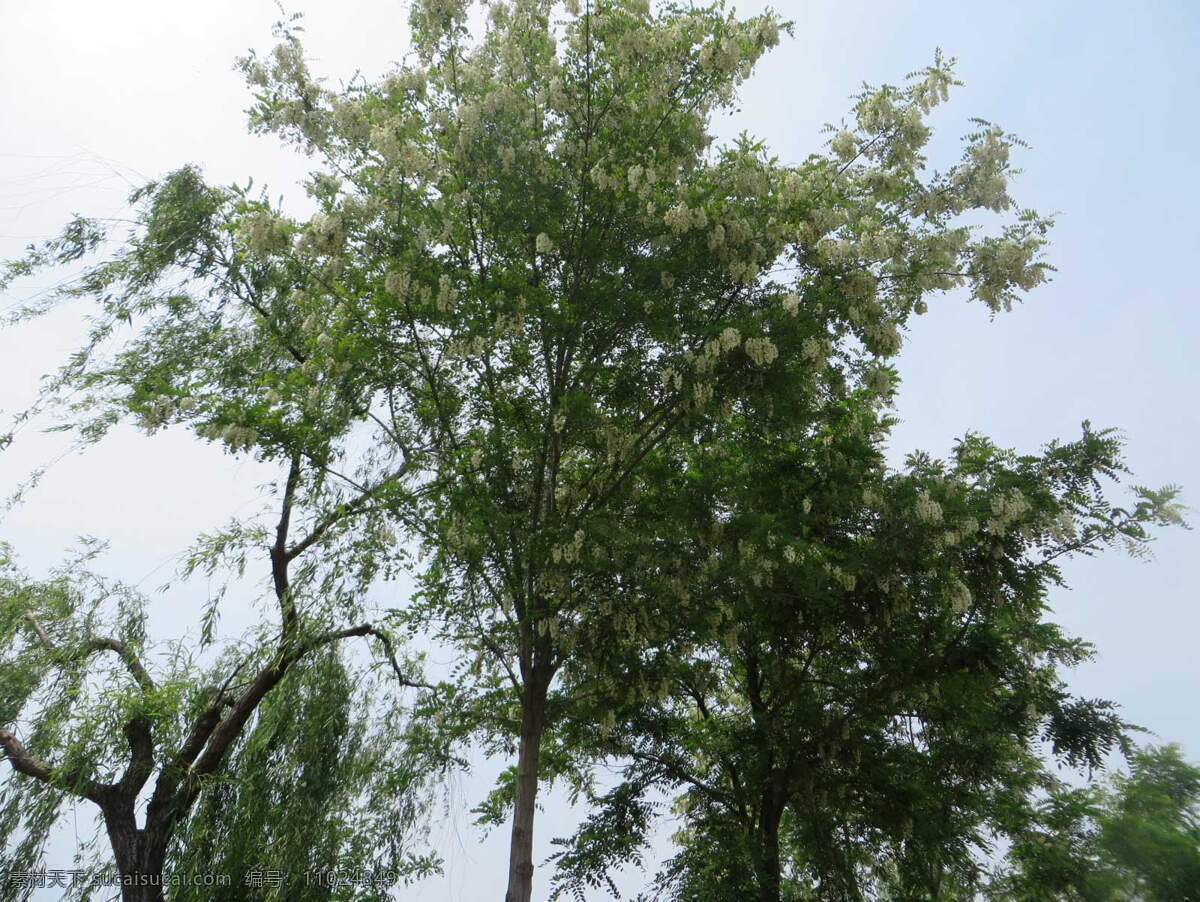 白槐花 白色花 蝶形花 洋槐花 绿色 摄影类 生物世界 花草