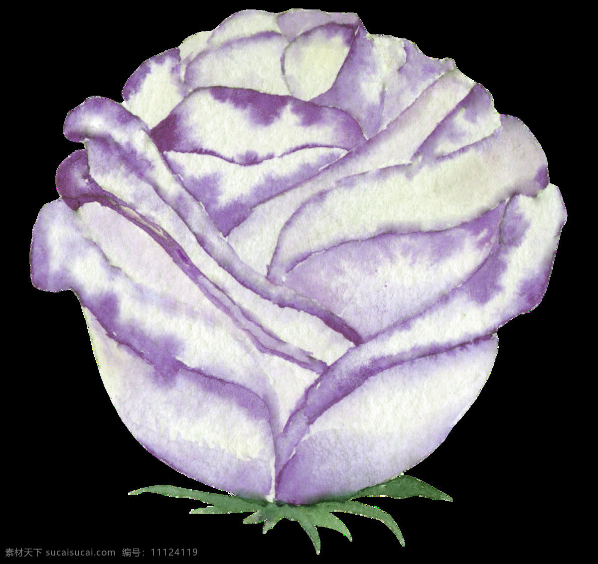 手绘 紫 玫瑰 透明 紫色玫瑰 绿色 白色 美丽 高贵 透明素材 免扣素材 装饰图片