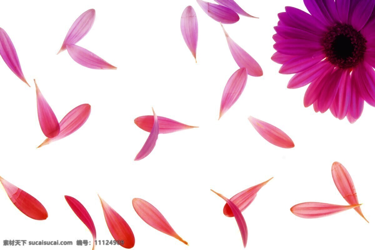 紫色花朵特写 花瓣 自然 花的飘落 鲜花 美丽 美 开放 开花 春 植物 夏天 生物世界 花草
