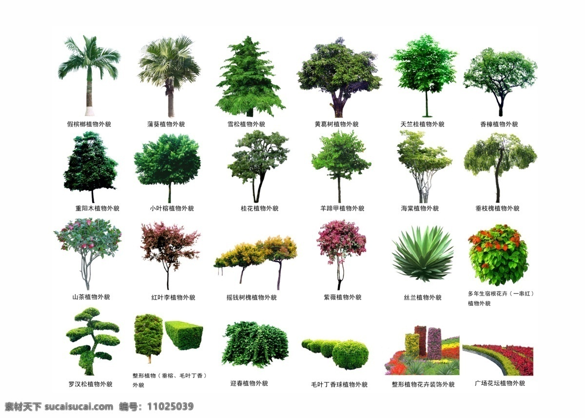 平面树 平面 效果图 树 树种 平面图 ps素材 分层 景观园林素材 源文件 环境设计 景观设计