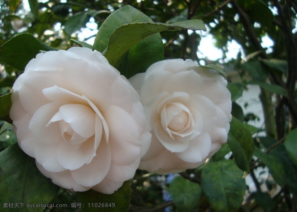 茶花 白色 白花 花朵 洁白无暇 景山 2010 花草 生物世界