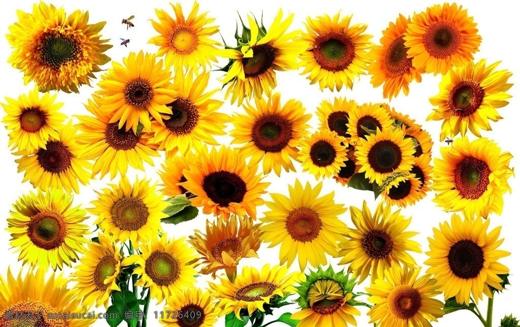 向日葵 素材图片 金色向日葵 多种 形状 高清 设计素材 葵花 向阳花 蜜峰 采蜜 花卉 植物 分层 源文件