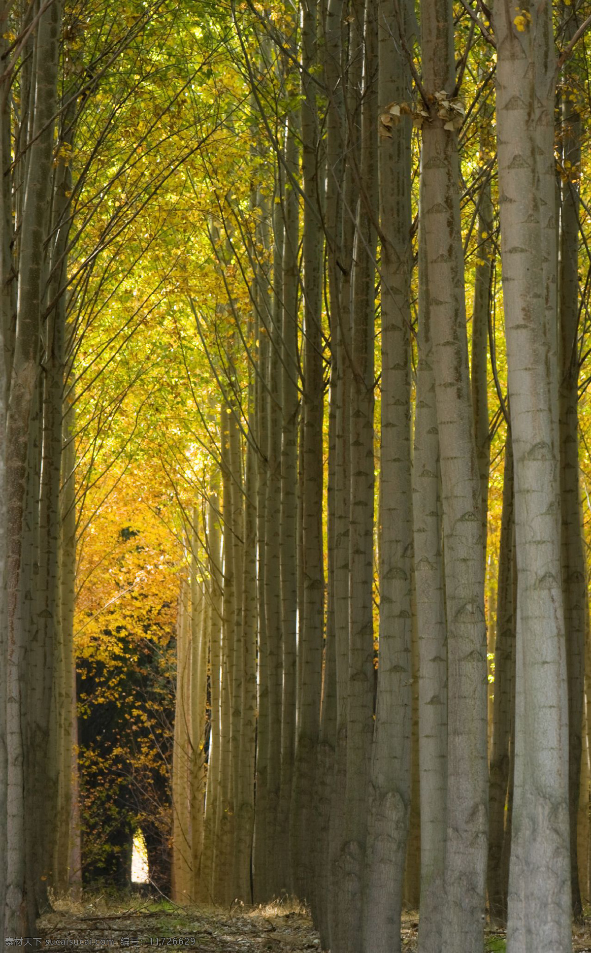 白桦树 杨树 树林 黄叶 秋天风景 自然景观 树木树叶 生物世界