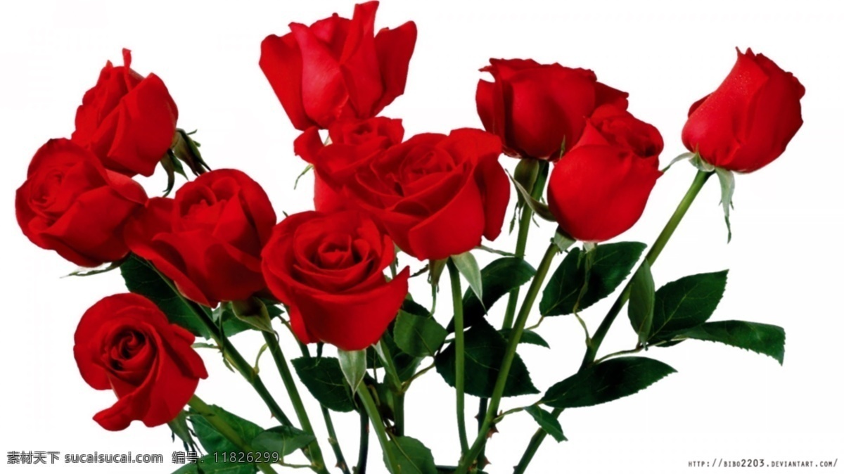 玫瑰花素材 玫瑰花 红色玫瑰 鲜叶 茂密 新鲜花 花店 花素材