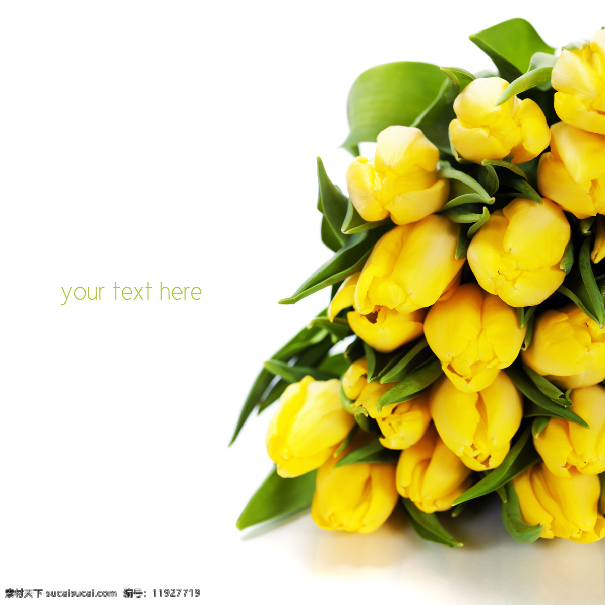 黄色 郁金香 鲜花 花朵 春天花朵 美丽鲜花 花卉 春天鲜花背景 春季花卉背景 花草树木 生物世界