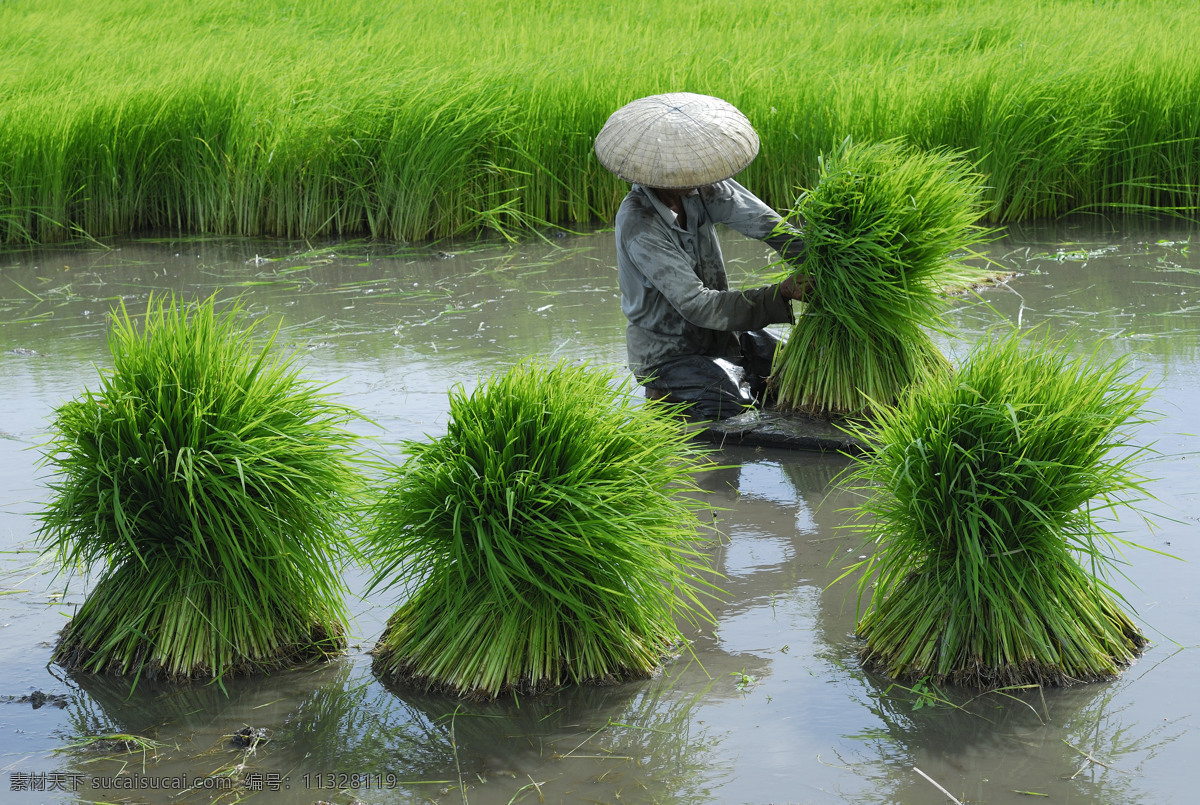 稻米图片素材 稻谷 稻穗 大米 粮食 稻米 稻子 稻田 食材原料 餐饮美食
