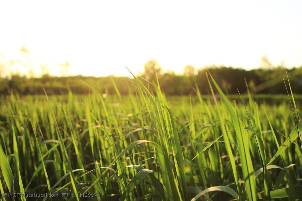 绿色禾苗水稻 水稻图片 稻田图片 禾苗图片 禾苗水稻 绿色水稻 水稻