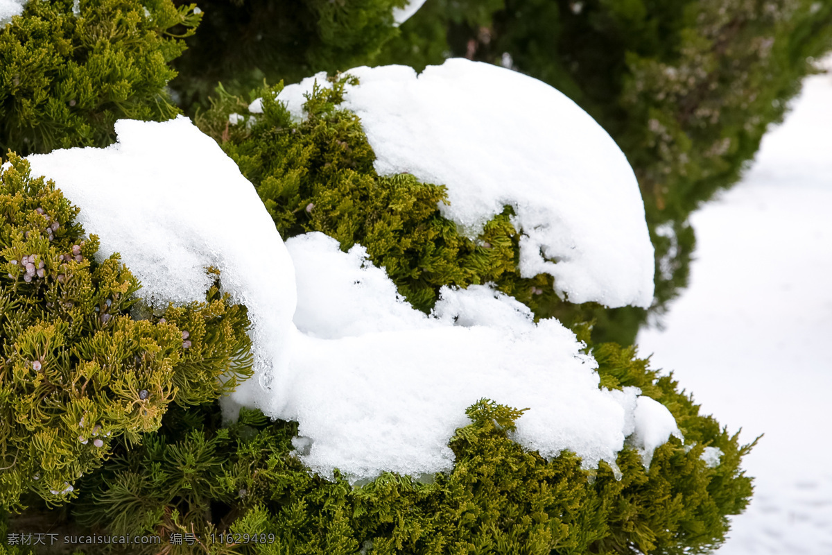 下雪 后 绿植 景观 冬季绿植积雪 雪后的青松 冬季的青松 白雪 冬季雪景 松树 冬季的植物 大雪压青松 冬季景观 大雪 白色积雪 美丽的冬季 白雪覆盖松树 生物世界 树木树叶