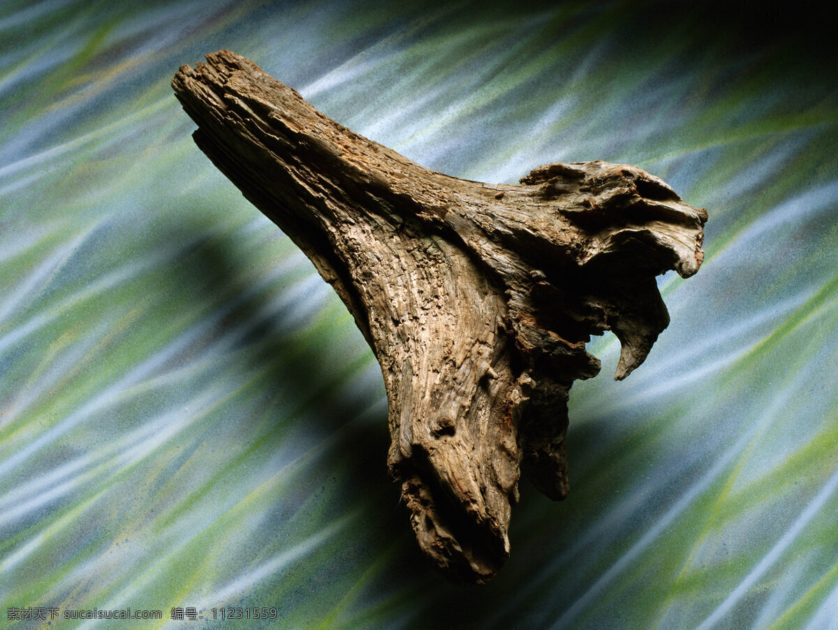 枯木 生物世界 其他生物 古木老藤 摄影图库