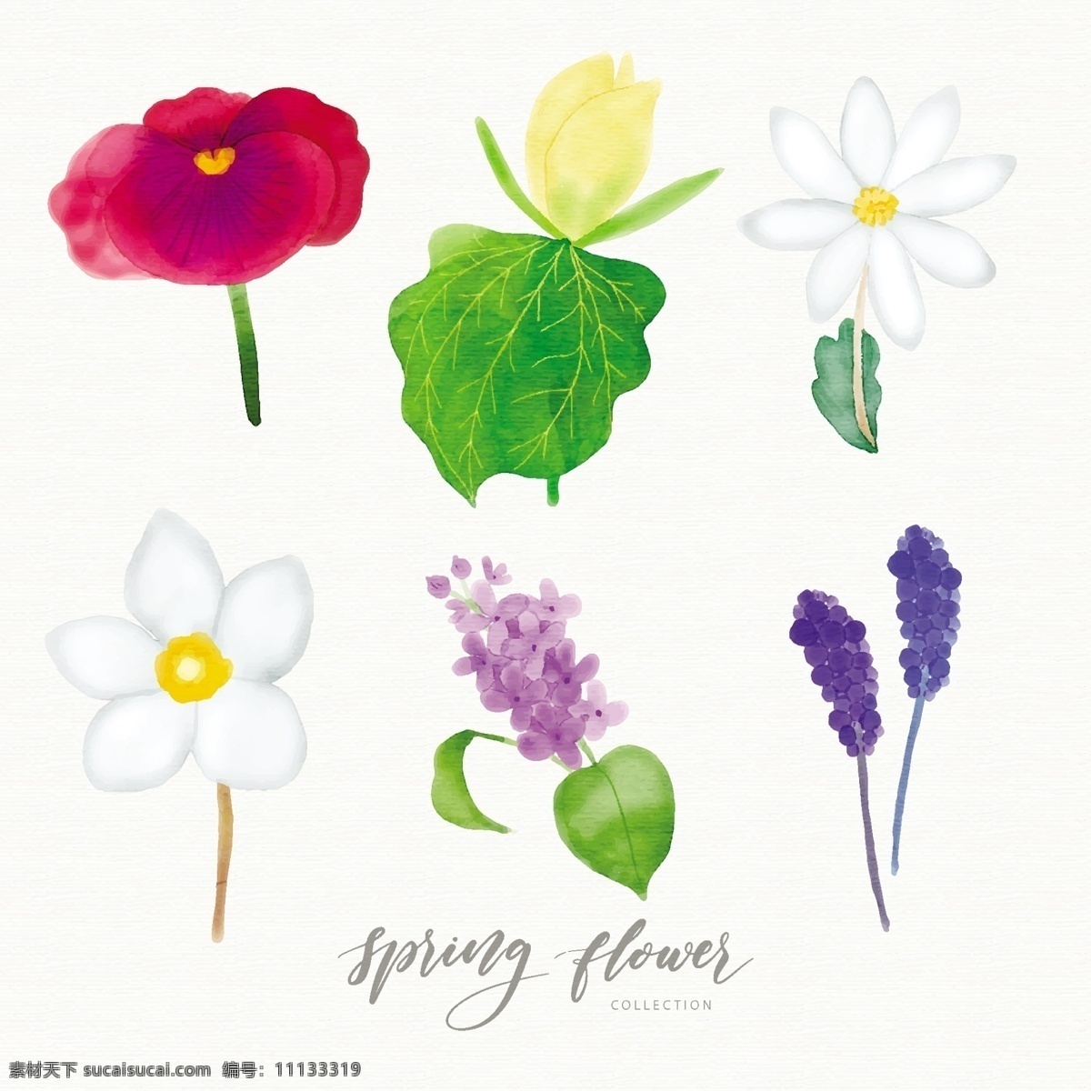 水彩 装饰 花卉 花朵 绿色 紫色 花瓣 植物 春天