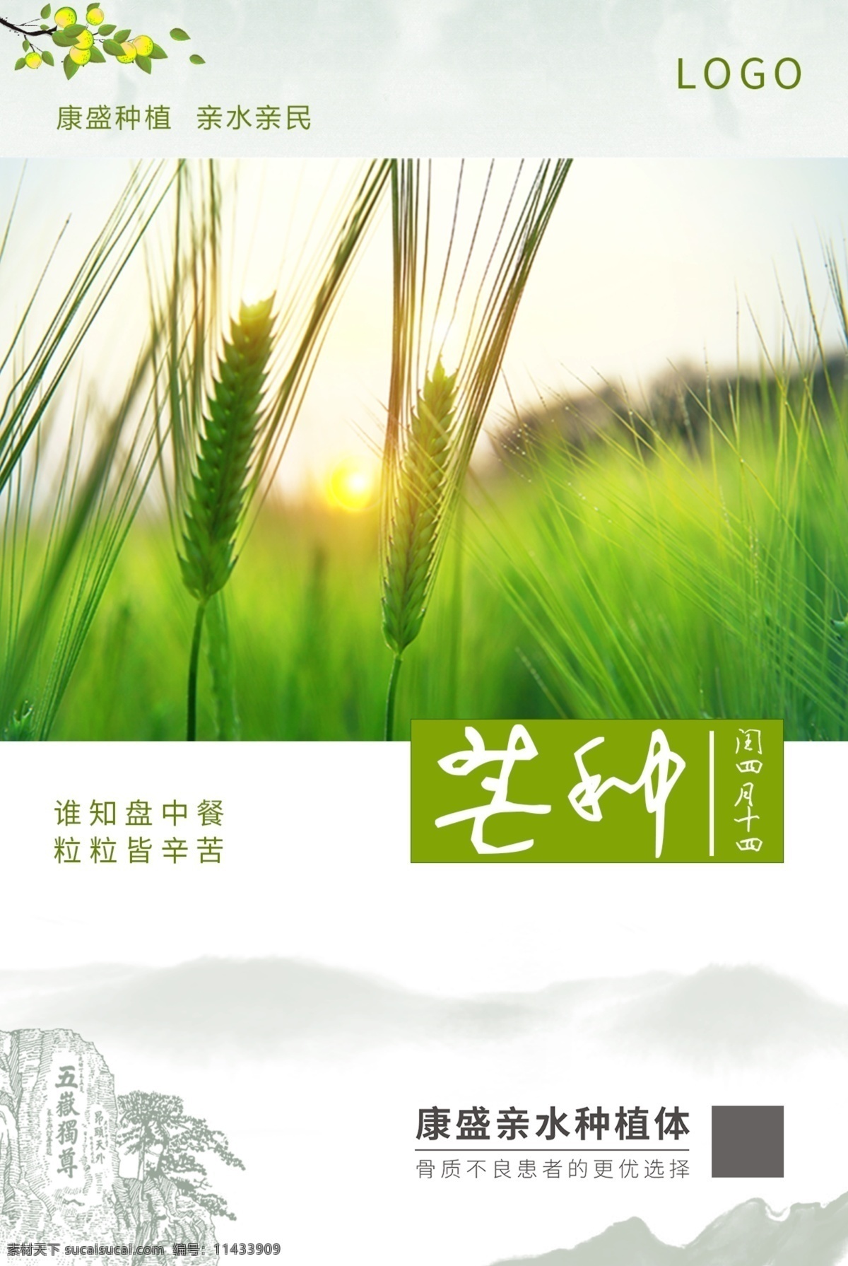 节气 芒种 二十四节气 小麦 麦穗 绿色小麦 麦田 绿色海报 泰山 五岳独尊 生物世界