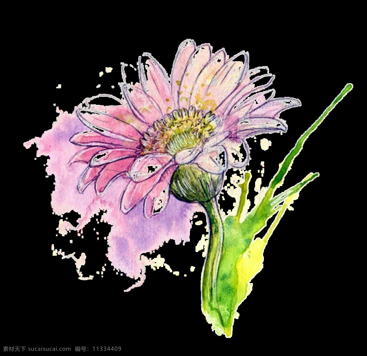 美丽 淡紫色 手绘 菊花 装饰 元素 粉色花朵 植物 装饰元素