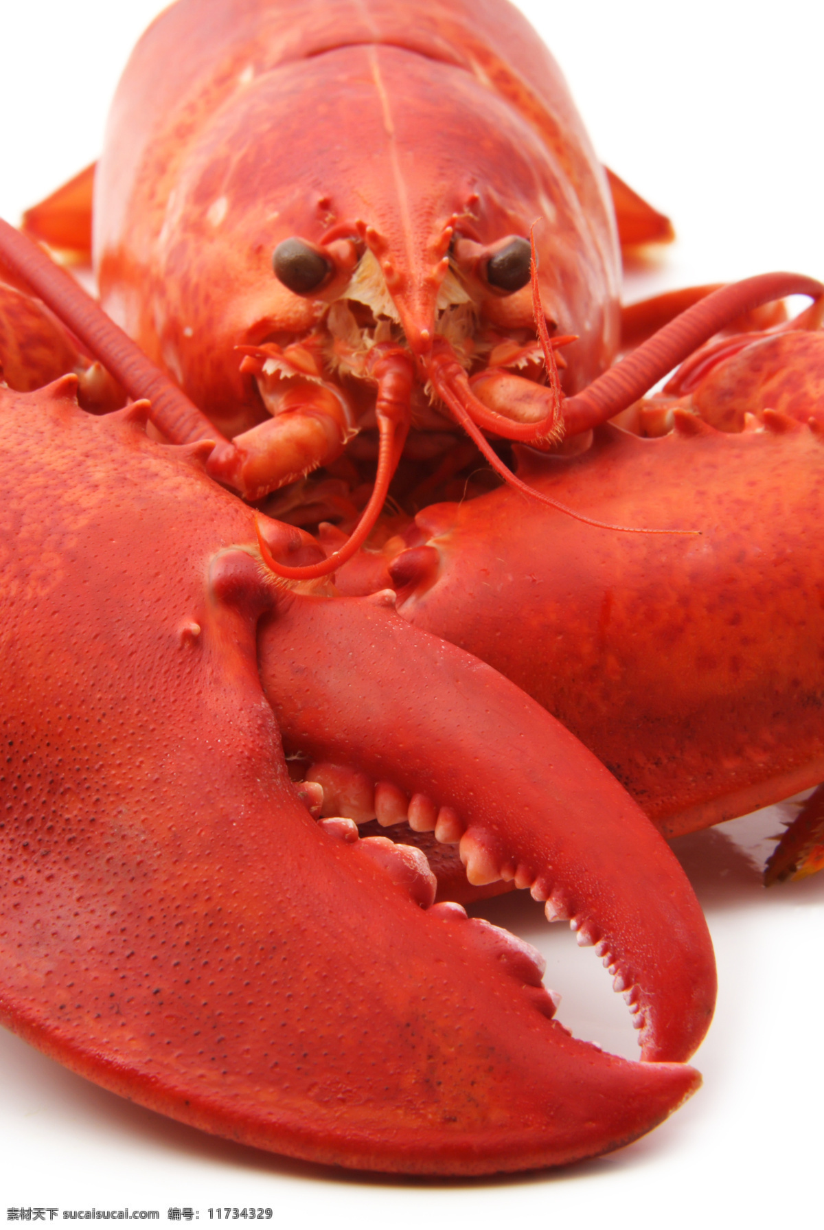 广式龙虾 唯美 美食 美味 食物 食品 营养 健康 龙虾 虾 餐饮美食 传统美食