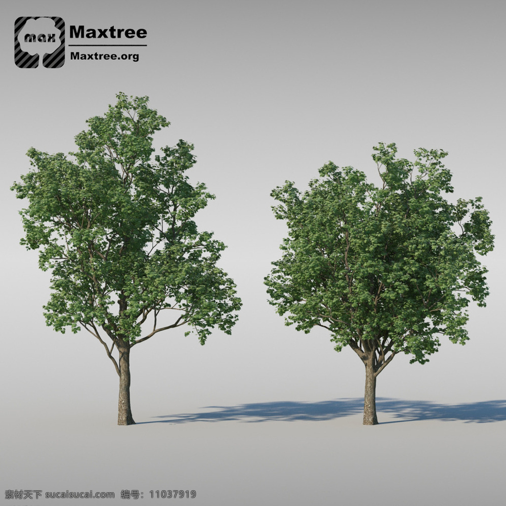 草 植物模型 草模型 花模型 室外模型 vray 树木模型 植物 园林植物 园林 街头道具模型 3d设计 max 灰色