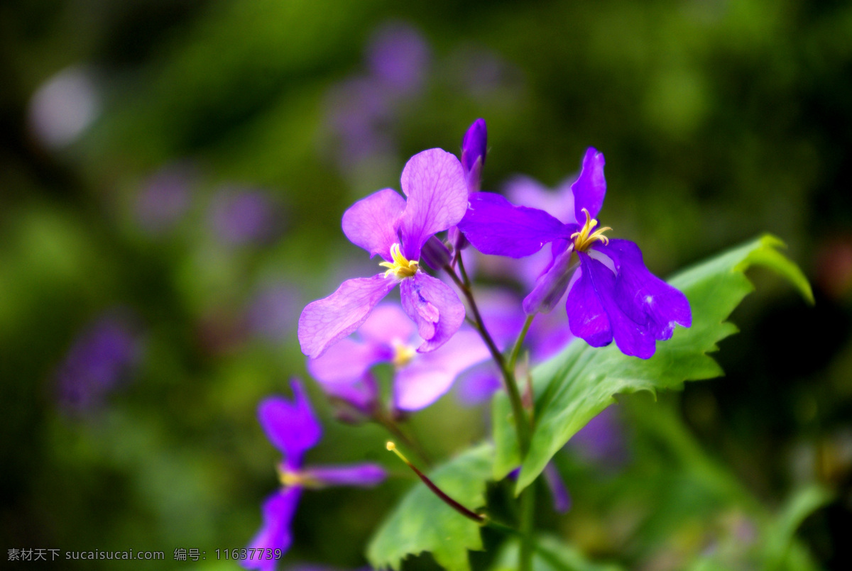 萝卜花 紫色萝卜花 花丛 鲜花 花瓣 花朵 绿叶 嫩芽 紫色花瓣 花苞 紫色花苞 丛林 花蕊 花骨朵 紫色背景 小清新 小清新背景 梦幻 梦幻背景 梦幻风景 唯美 唯美背景 唯美风景 花卉摄影 花卉 植物 植物摄影 生物世界 花草