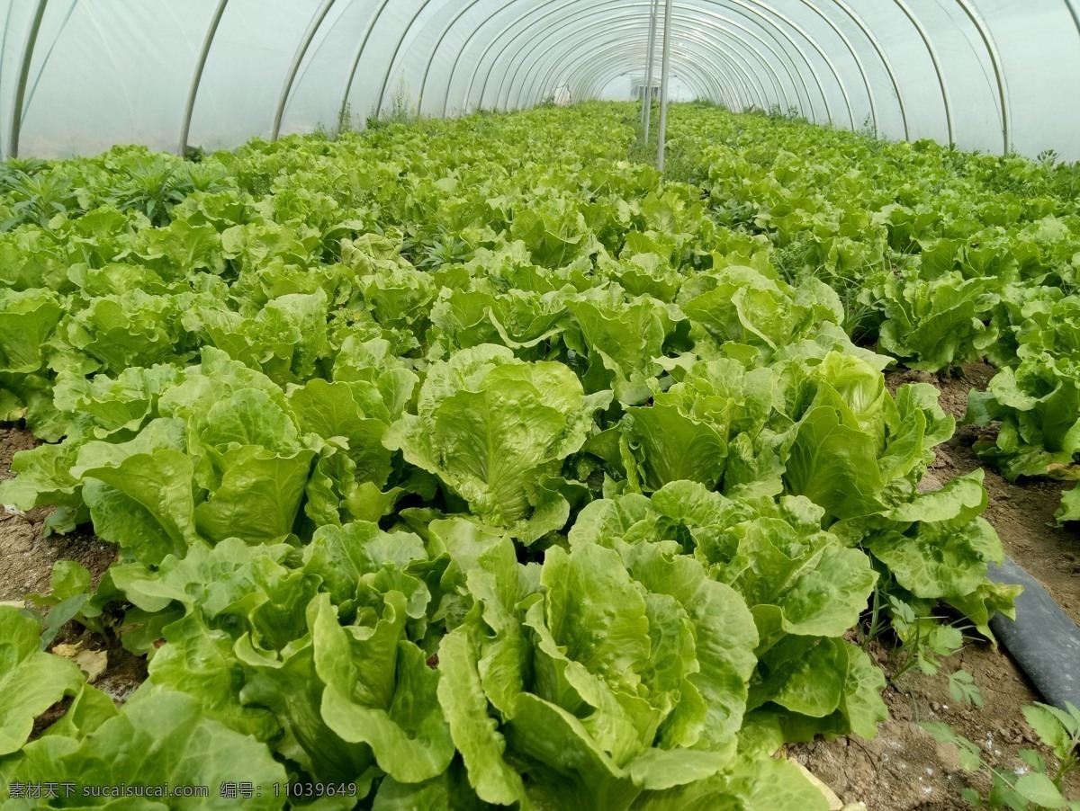 生菜 新鲜生菜 绿色 健康 蔬菜 高清 拍摄 蔬菜基地 无公害 菜 青菜 蔬菜大棚 生物世界