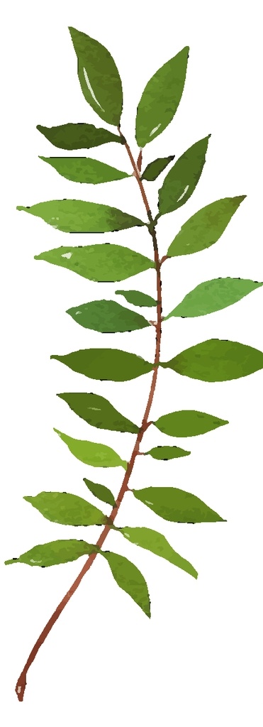 小 清新 水彩 植物 树枝 小清新植物 水彩树枝 植物树枝 树叶绿叶 水彩装饰 绿叶叶片