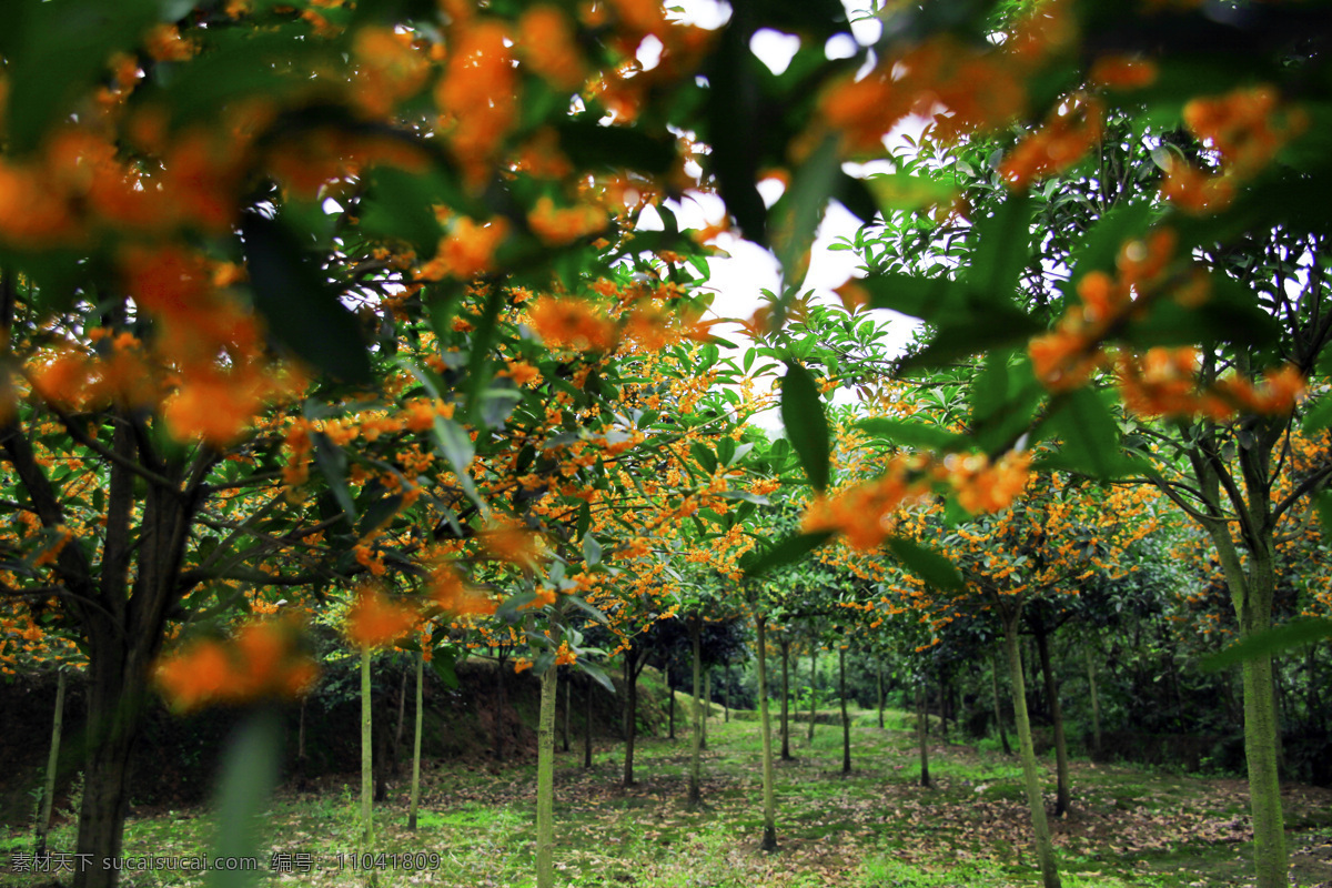 丹桂 丰乐桂花 桂花树 丹桂飘香 纳溪区旅游 生物世界 花草 黑色