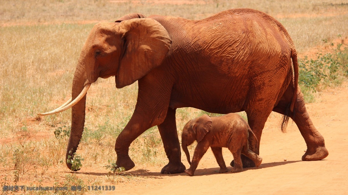 大象 野象 非洲象 象群 野生动物 保护动物 珍稀动物 食草动物 哺乳动物 动物 飞鸟 昆虫 禽类 生物世界