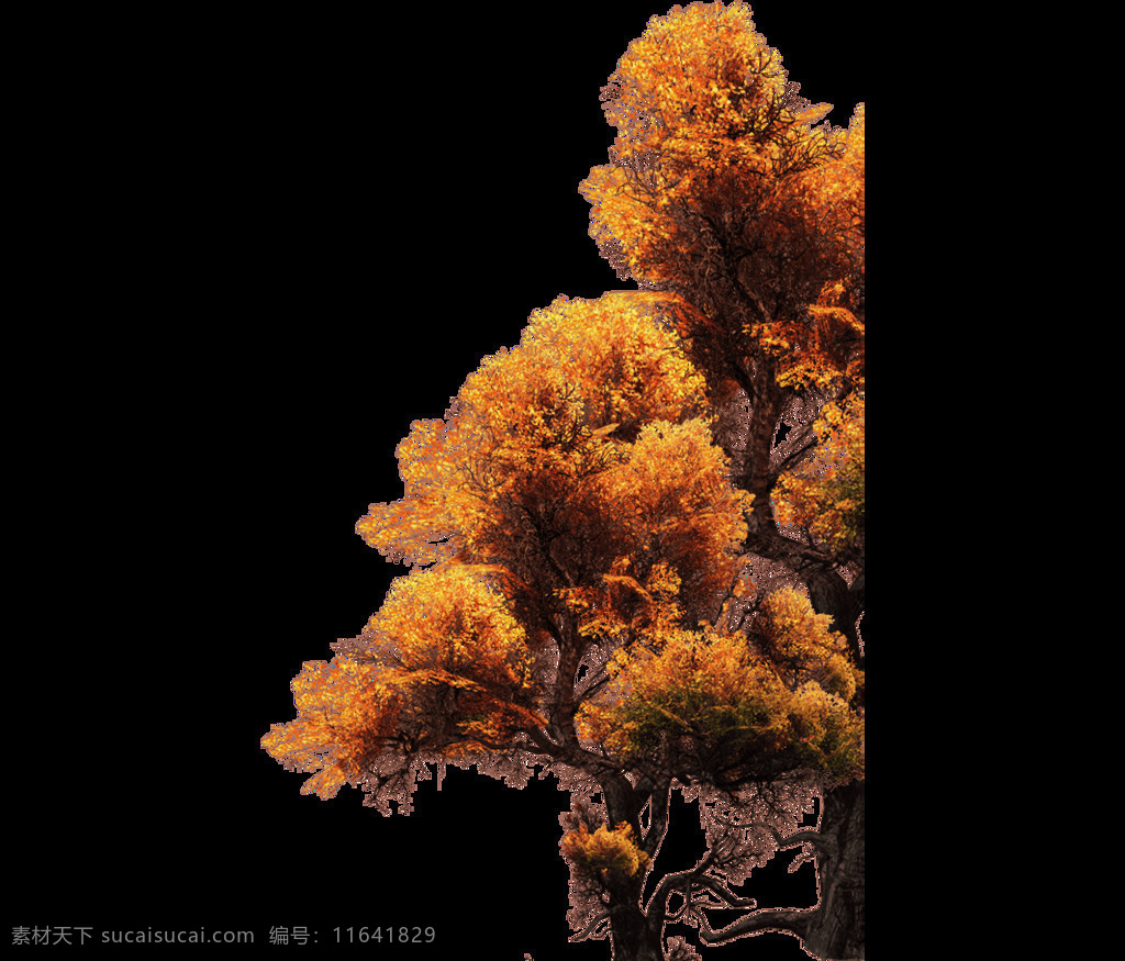 唯美 金色 松树 元素 大树 免扣 秋季