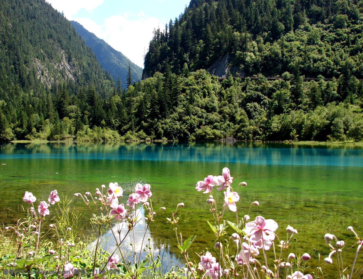 九寨沟风光 九寨沟 湖水 青山绿水 野花 树林 山林 高山 山脉 群山 森林 森林公园 四川 生态旅游 山水风景 自然景观