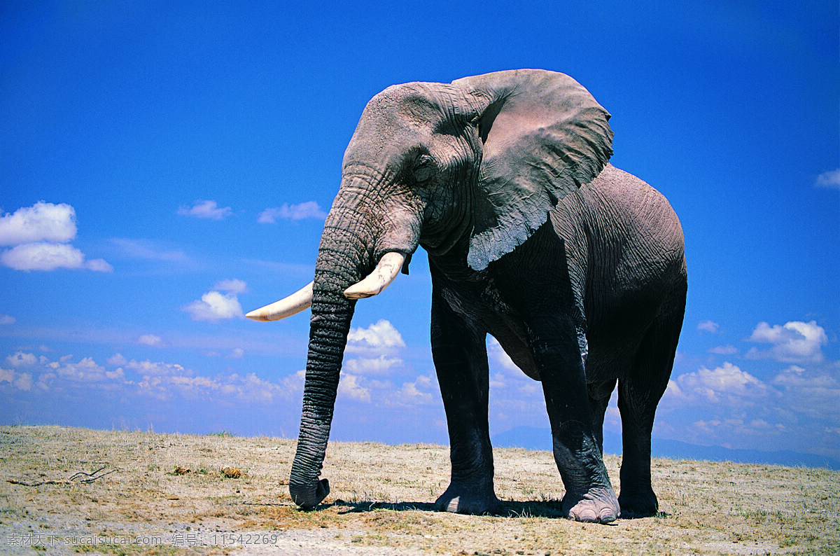 大象 野象 野性 户外 草原 蓝天 猛兽 野兽 凶猛 哺乳动物 自然生物 生物世界 野生动物 大象王 国 动物世界 摄影动植物类