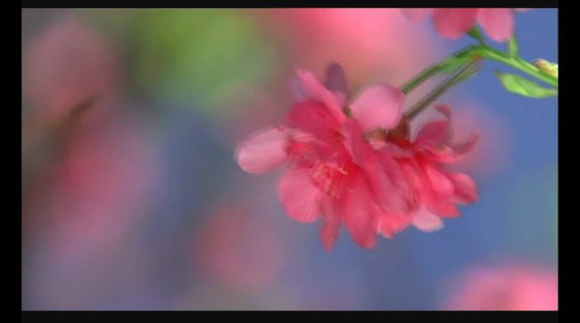 mov 多媒体设计 视频素材 源文件 鲜花视频素材 花朵视频 鲜花视频 花朵 背景 视频 红色 实拍视频