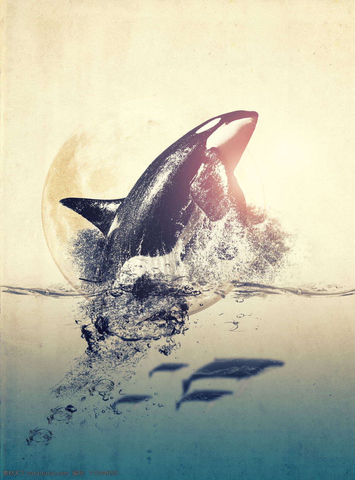 溅 水花 鲸鱼 海水 大海 水中生物 动物 野生动物 动物世界 动物摄影 生物世界