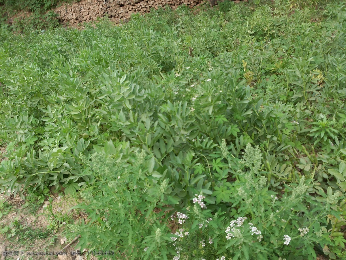 蚕豆 生物世界 蔬菜 蚕豆地 蚕豆摄影 蚕豆棵 蚕豆苗 蚕豆田 风景 生活 旅游餐饮