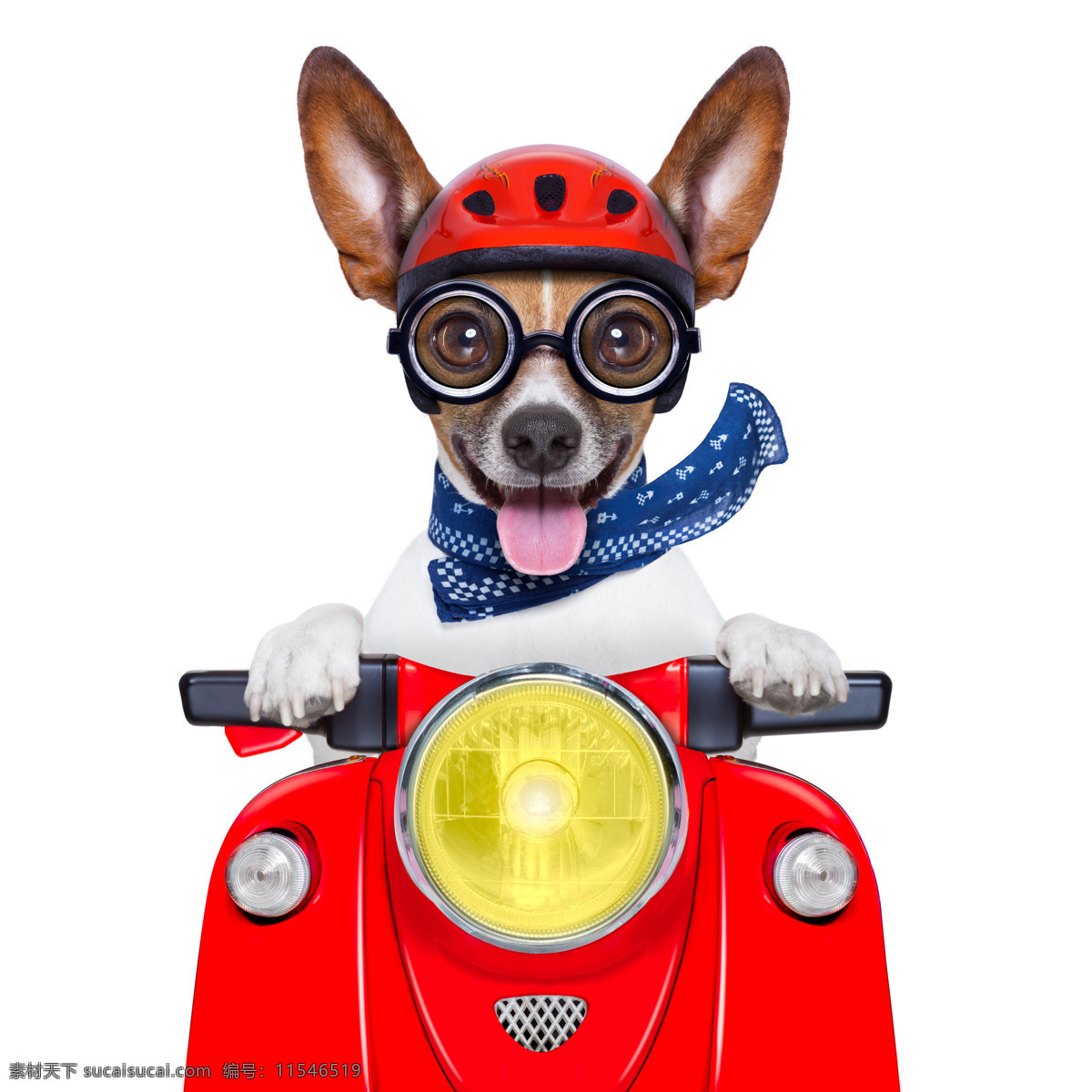 骑 摩托车 狗 小狗 狗狗 宠物狗 可爱小狗 动物世界 狗狗图片 生物世界