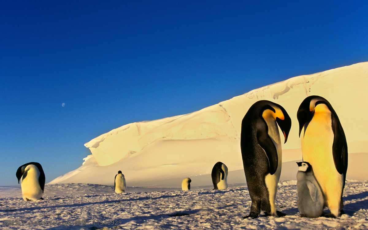 夕阳下的企鹅 企鹅 夕阳 日落 温暖 有爱