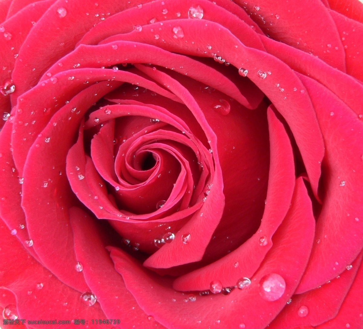 带露 珠 红玫瑰 超高清 花草矢量图 浪漫 露珠 摄影图 生物 世界 矢量 矢量图 其他矢量图