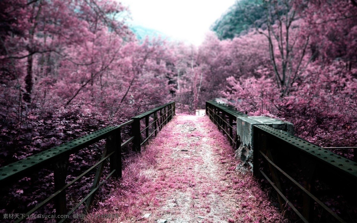 樱花大地 桥 樱花 风景 粉色 摄影作品 自然风景 自然景观