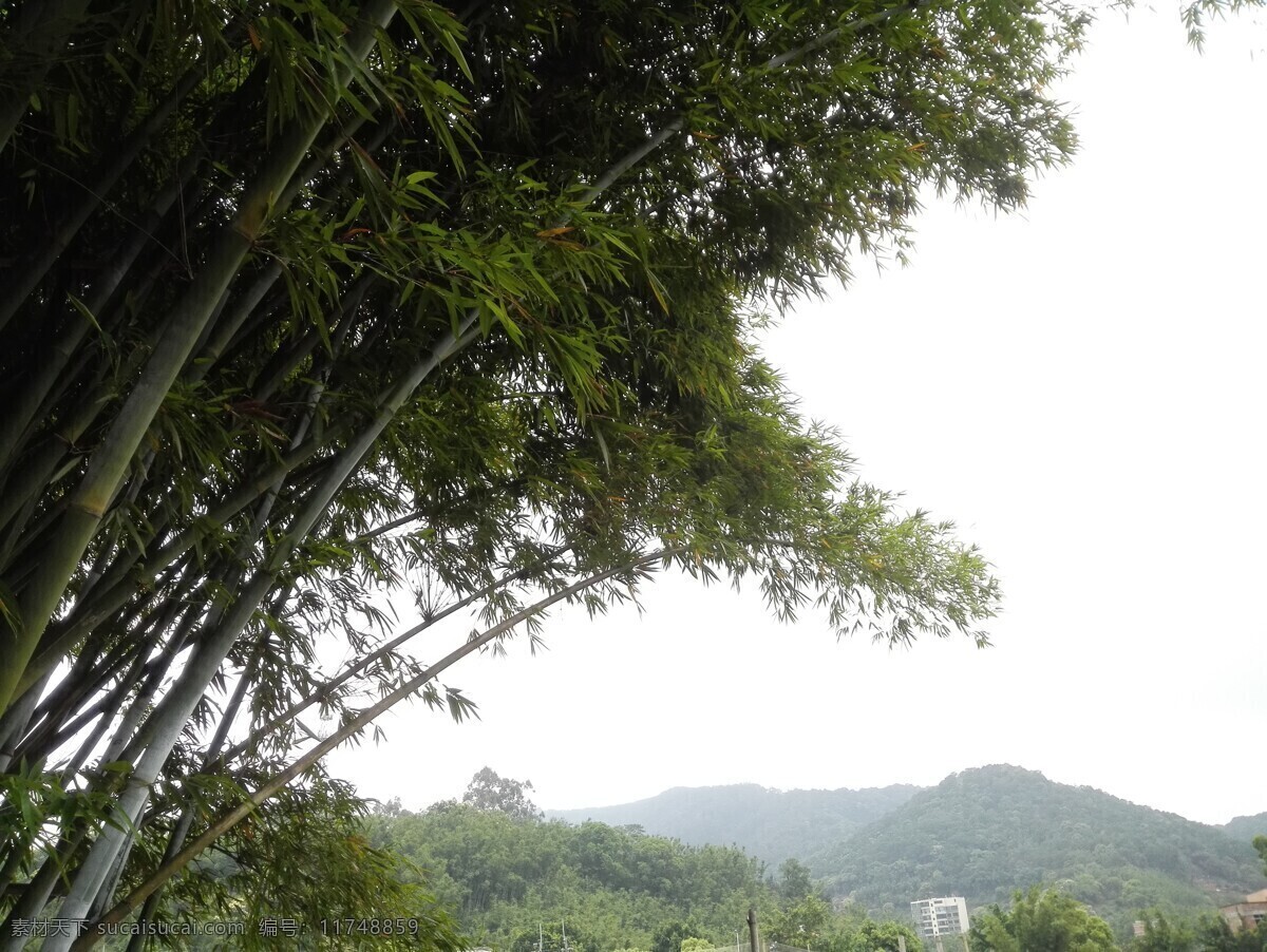 竹叶 叶 绿叶 近景 竹竿 竹林 背景 植物 远山 生物世界 树木树叶