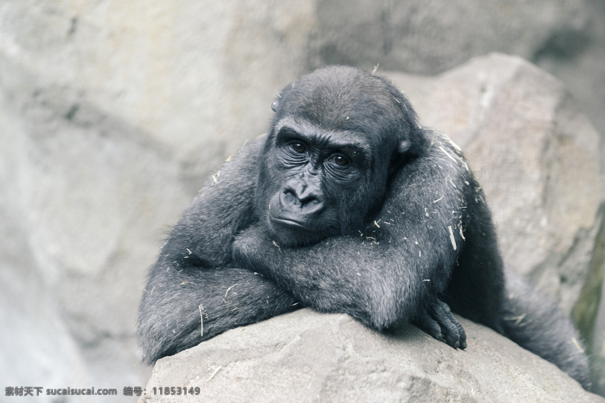 伤心的猴子 野生动物 动物世界 陆地动物 动物摄影 猴子 石头 生物世界 灰色