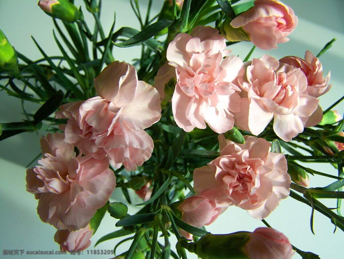 唯美 粉色 康乃馨 插花 水粉色 花朵 鲜花 淡雅花朵