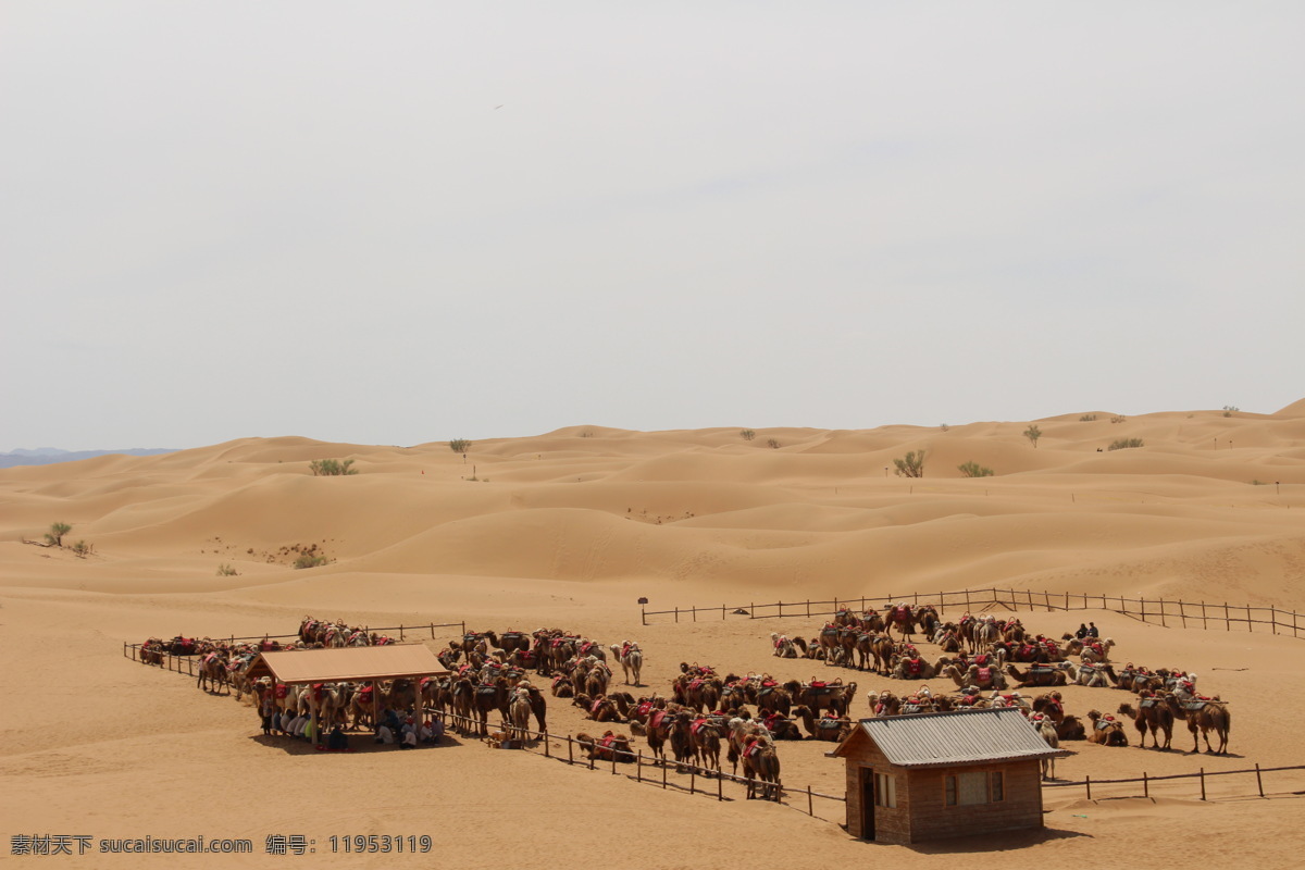 沙漠骆驼围场 沙漠休息区 沙漠 中 小 房子 灰色