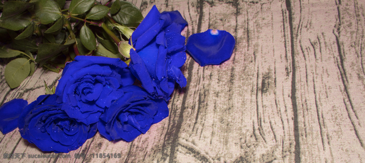 蓝色 妖姬 玫瑰花 背景 蓝玫瑰 蓝色妖姬 鲜花 摄影图 照片 通用 文艺