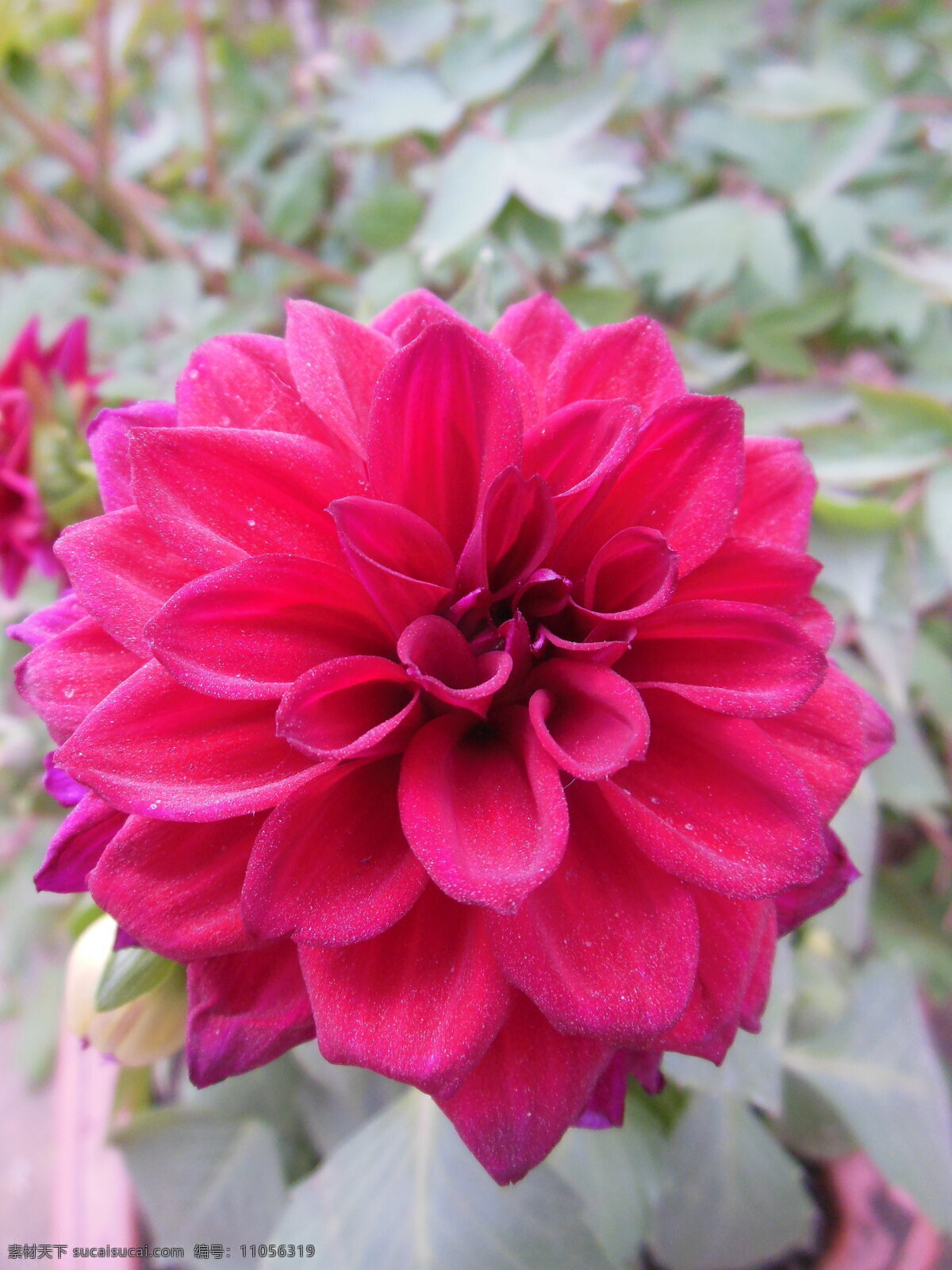 大丽花 花卉 红色花 花朵 花瓣 绿叶 生物世界 菊花 花草