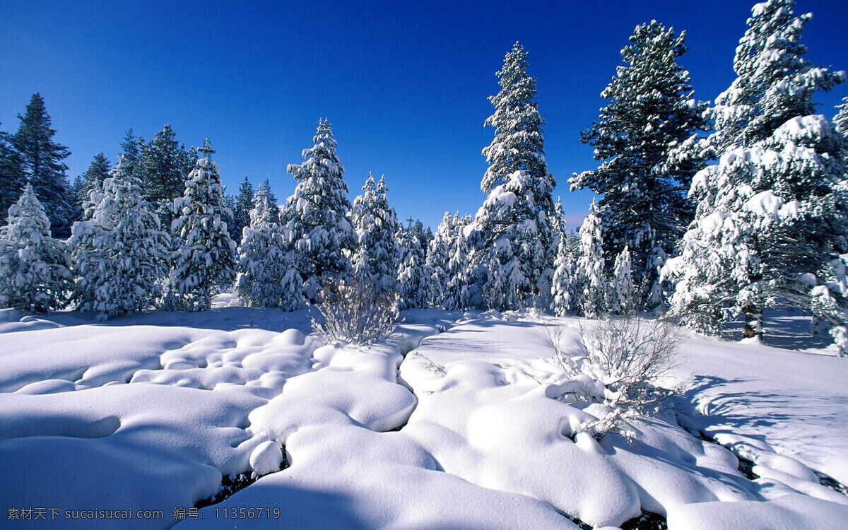 雪地 冰天 雪国 森林 松树 雪 自然景观 自然风景