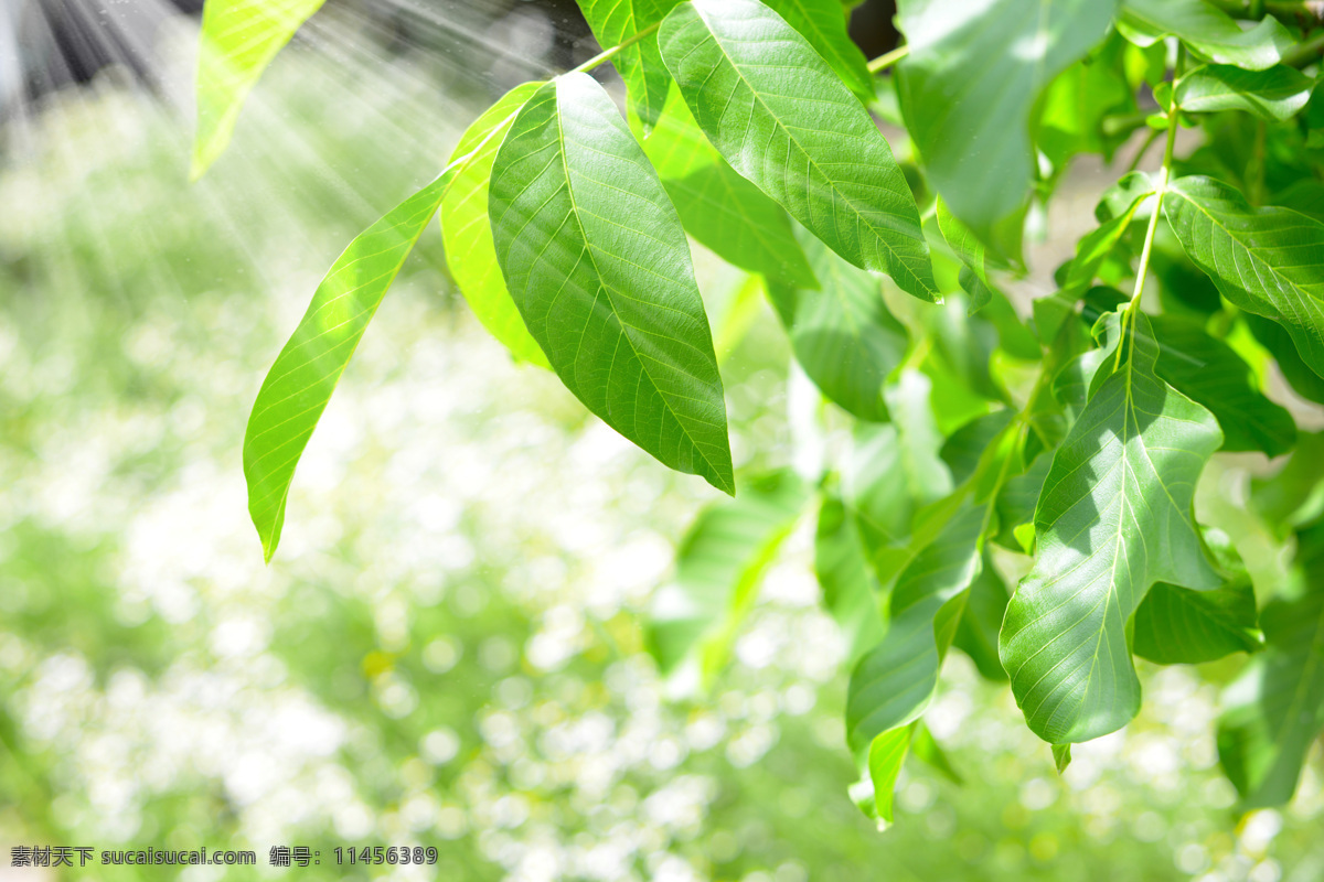 光斑 绿叶 草地 绿树 植物 叶子 花草树木 春天来了 生物世界