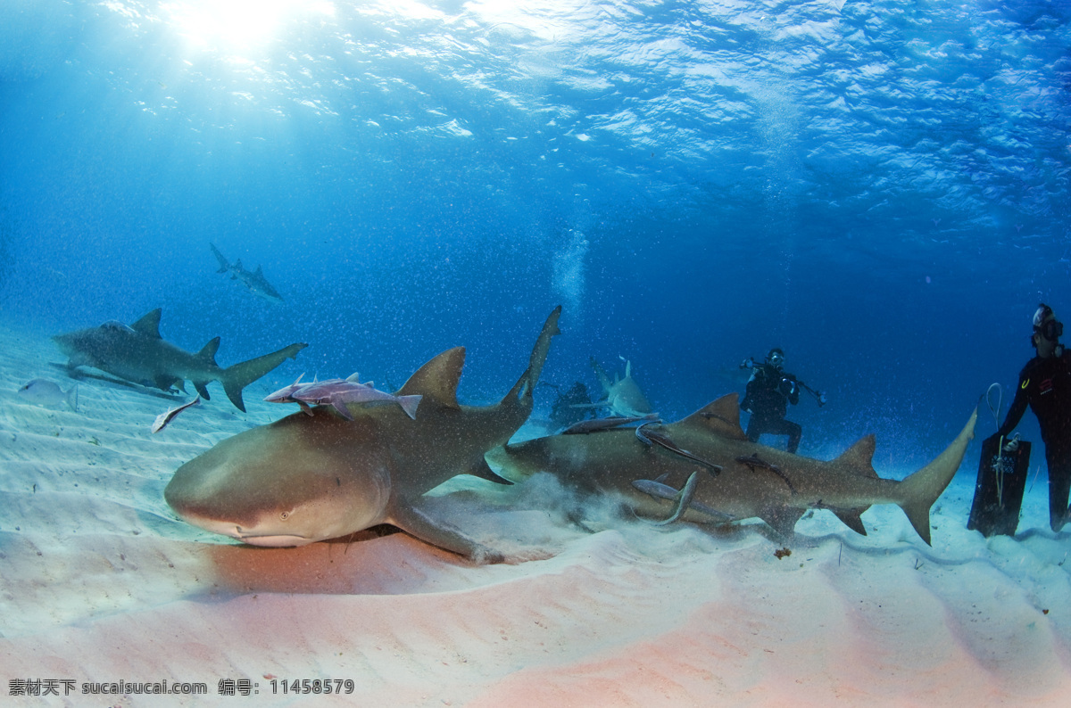 鲨鱼与潜水员 鲨鱼 潜水员 海底世界 大海 海洋生物 水生物 海生物 动物摄影 水中生物 生物世界 蓝色