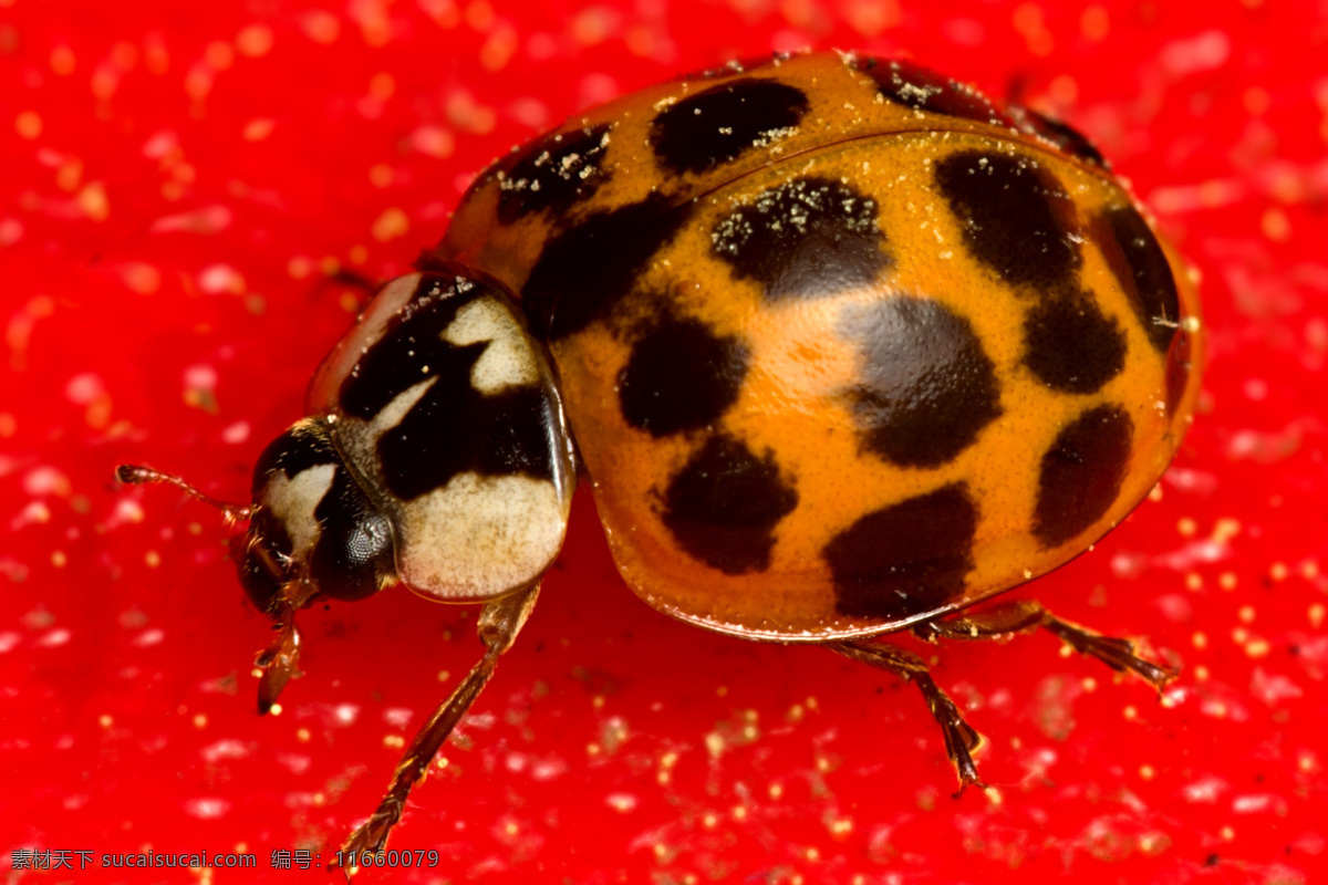 瓢虫 动物图片 甲虫 昆虫 昆虫图片 瓢虫图片 生物世界 昆虫摄影 瓢虫科 瓢虫素材
