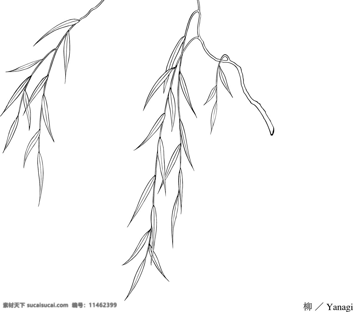 柳树 树木 柳 树 柳枝 枝条 植物 叶 白描 速写 素描 线稿 矢量 日本植物矢量 美术绘画 文化艺术