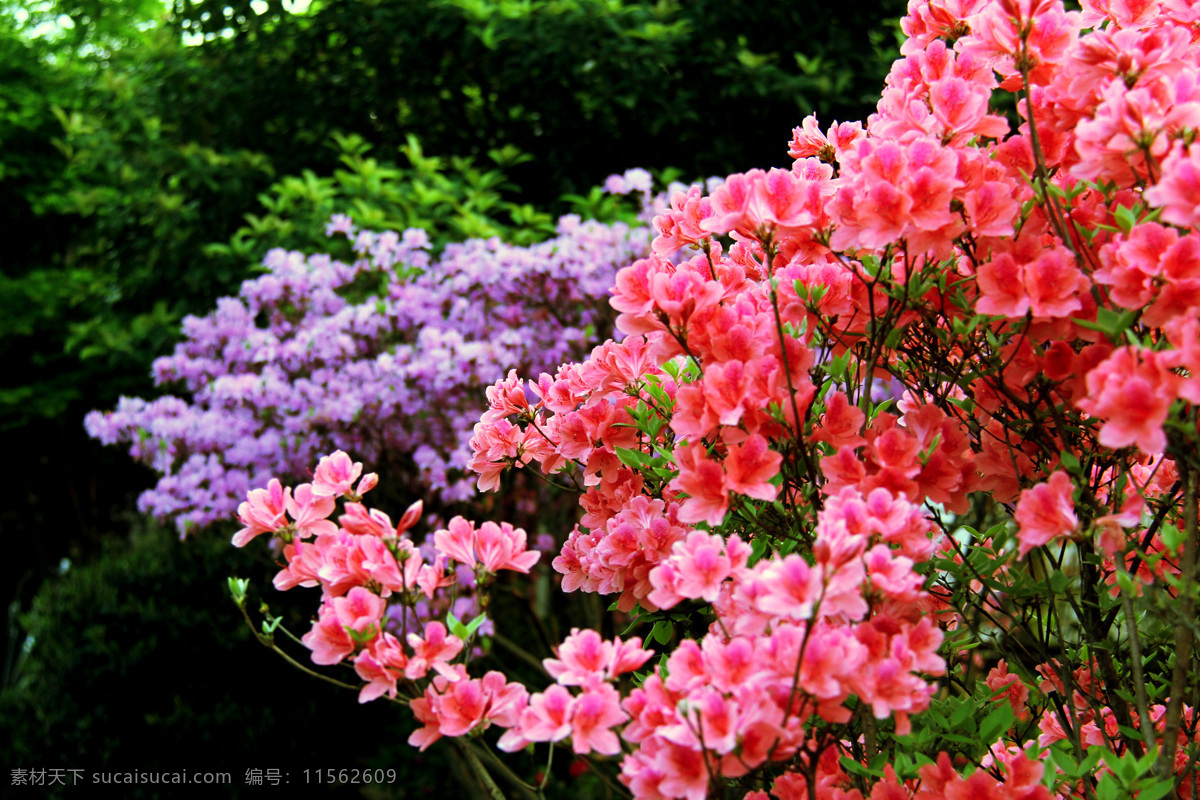 丛溪庄园 映山红 满山映山红 红色花 生物世界 花草 黑色