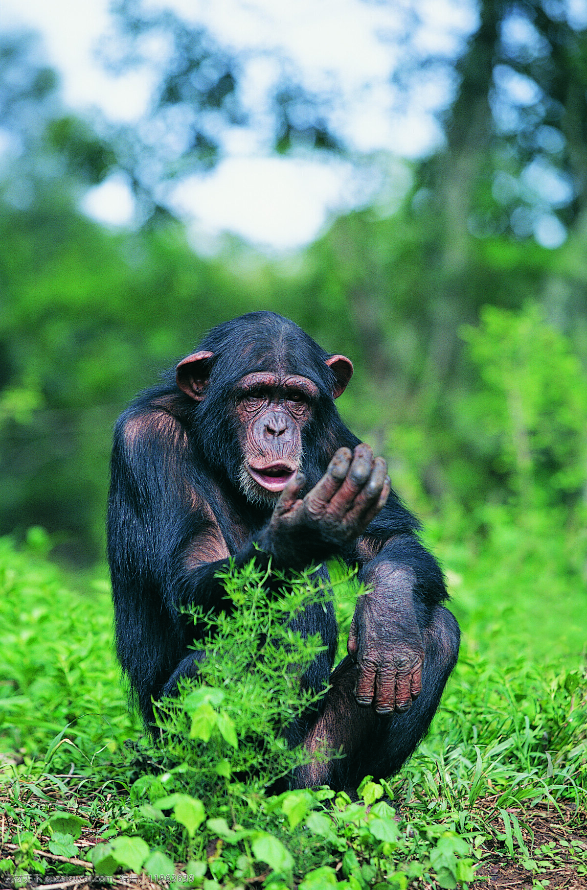 黑猩猩 野生动物 动物世界 哺乳动物 大猩猩 摄影图 陆地动物 生物世界