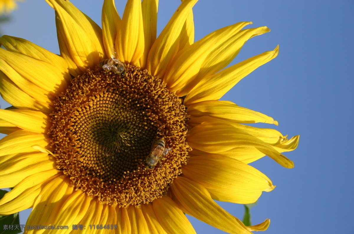 向日葵 蜜蜂 bee 生物世界 昆虫 摄影图库 黄色