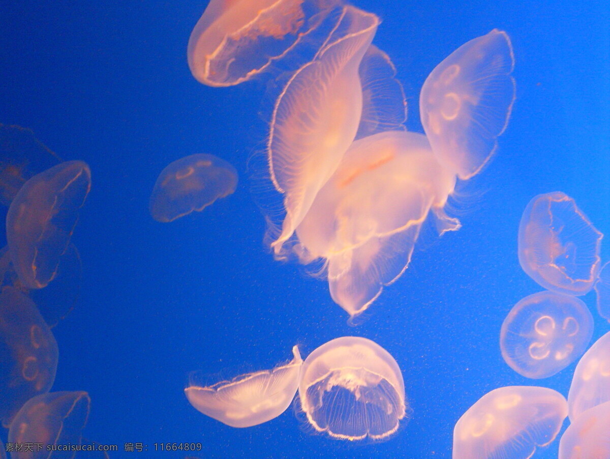好看 水母 海底水母 好看水母 海蜇 伞状