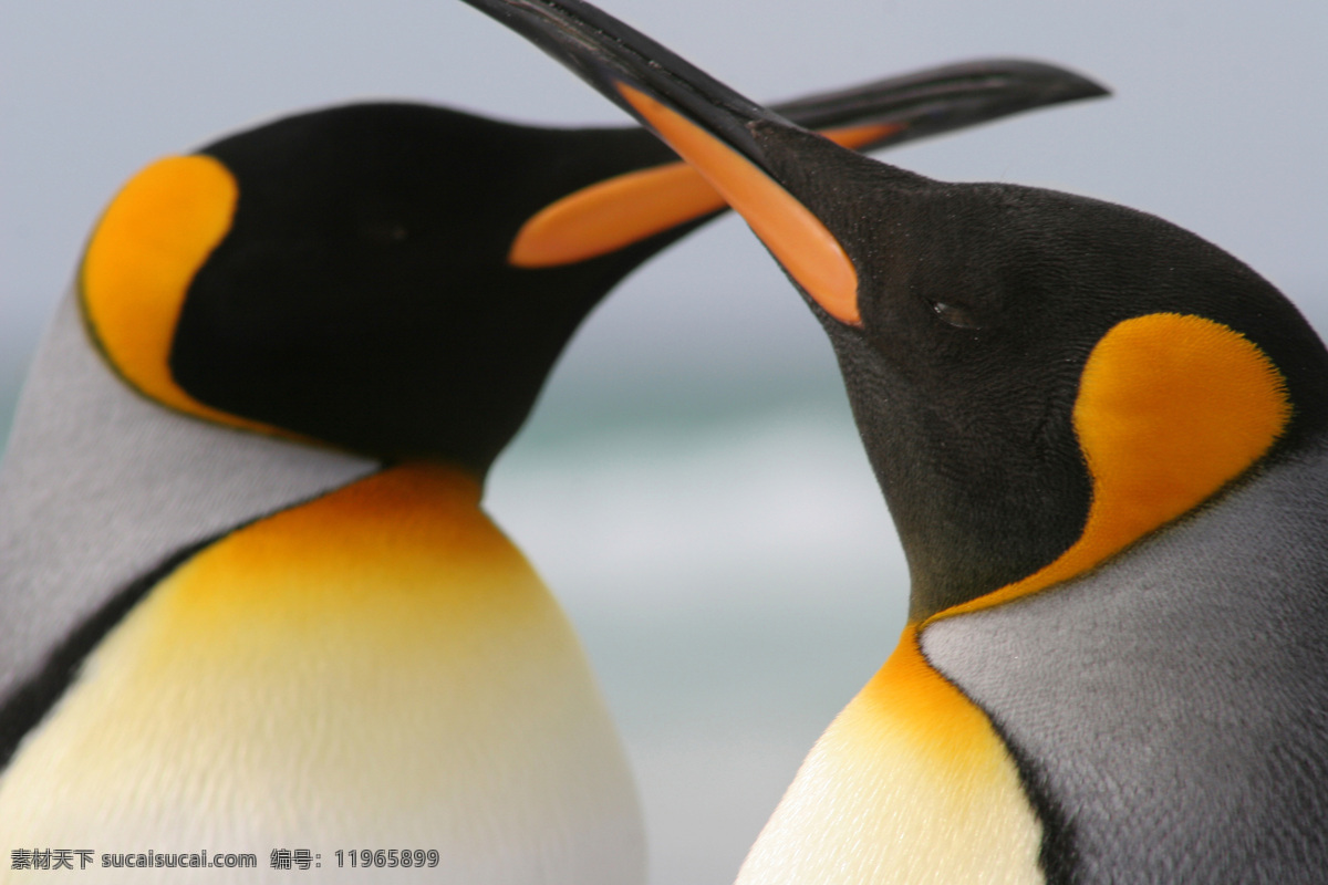 求偶的企鹅 求偶 南极 企鹅 动物 陆地动物 生物世界 黑色