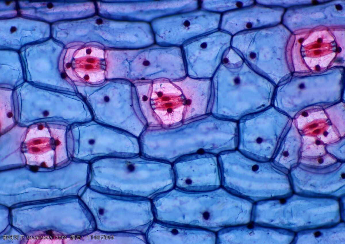 细胞图片 细胞 植物细胞 细胞壁 生物世界 其他生物 共享图 现代科技 科学研究